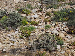 Glottiphyllum regium