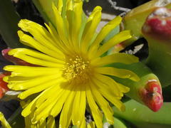 Glottiphyllum regium