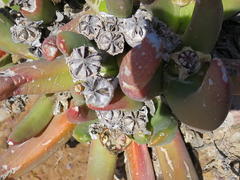 Glottiphyllum regium