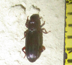 Bothrideridae