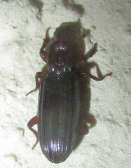 Bothrideridae