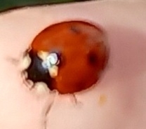 Coccinella septempunctata