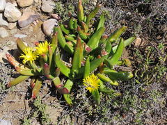 Glottiphyllum regium