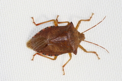 Apoecilus cynicus