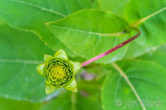 Silphium integrifolium laeve