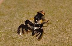 Sphaeniscus atilius