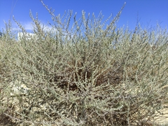 Artemisia santonicum