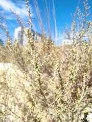 Artemisia santonicum