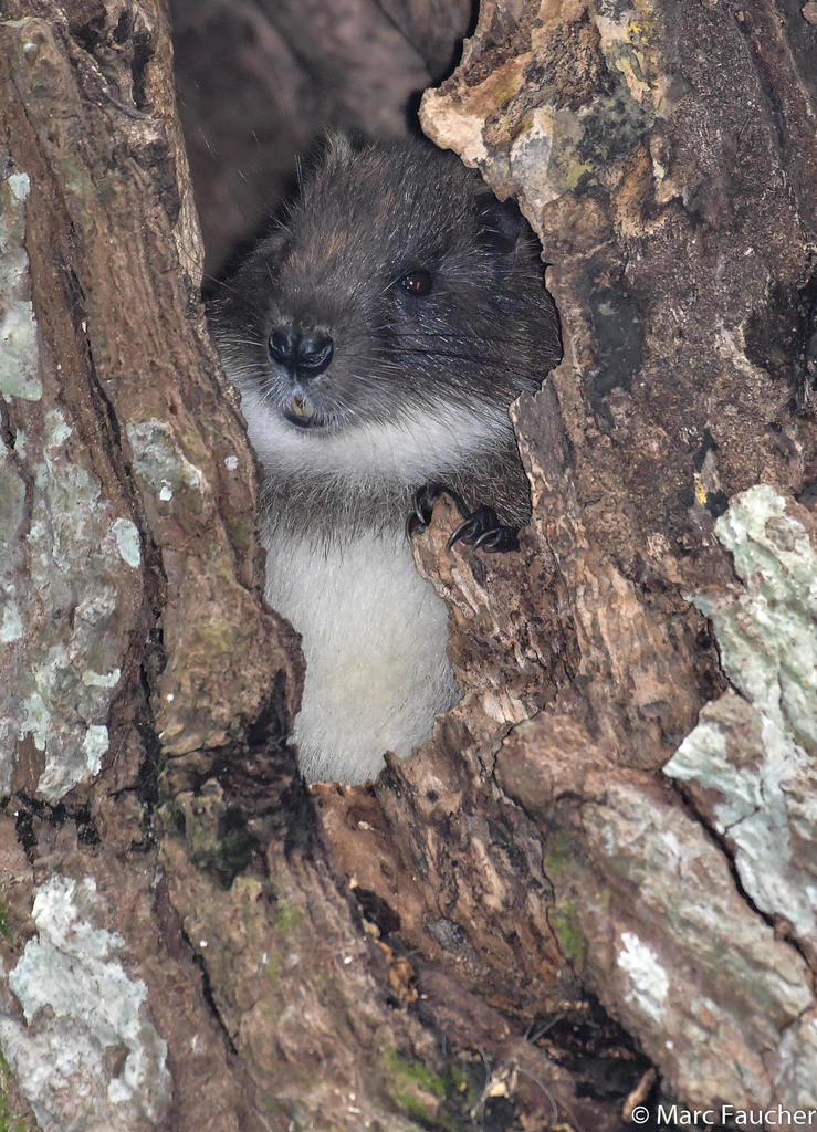 Prehensile-Tailed Hutia
