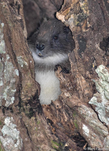 Prehensiletailed Hutia (Mysateles prehensilis) · iNaturalist