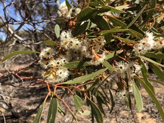 Eucalyptus calycogona
