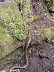 Euprepiophis conspicillata