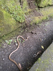 Euprepiophis conspicillata