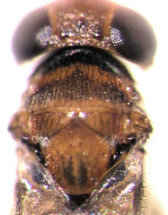 Encyrtus aurantii
