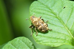 Hypolixus