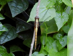 Orthetrum triangulare