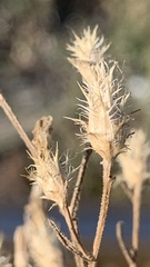 Centaurea diffusa