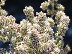 Erica paniculata