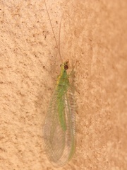 Chrysopa pallens-group