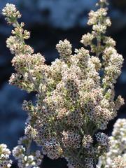 Erica paniculata