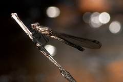 Chlorocypha consueta