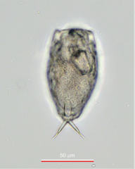 Lecane inermis