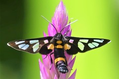 Amata sperbius