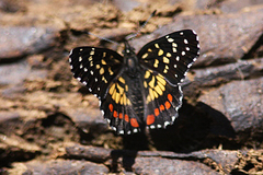 Chlosyne melitaeoides