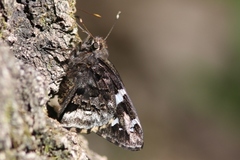 Codatractus bryaxis