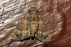 Chlumetia