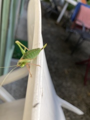 Leptophyes punctatissima