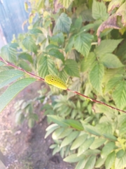 Iphiclides feisthamelii