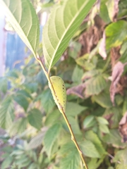 Iphiclides feisthamelii