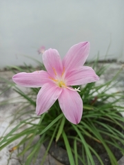 Zephyranthes carinata