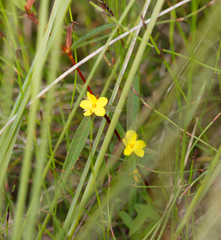 Hibbertia salicifolia