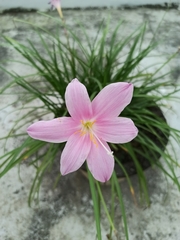 Zephyranthes carinata