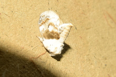 Niphopyralis