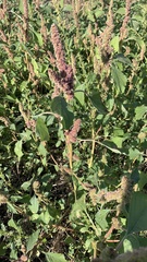 Amaranthus retroflexus