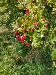 Crataegus monogyna