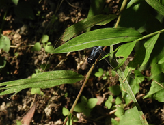 Orthetrum triangulare