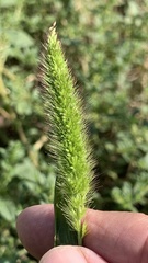 Setaria viridis