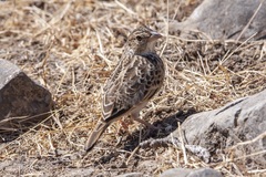 Mirafra javanica simplex