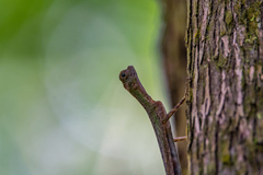 Draco