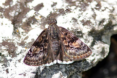 Erynnis tristis