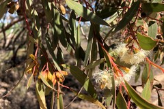 Eucalyptus calycogona