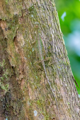 Draco