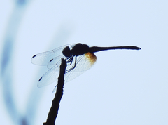 Trithemis festiva