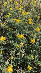 Medicago falcata