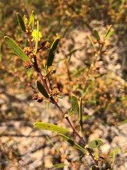 Acacia montana