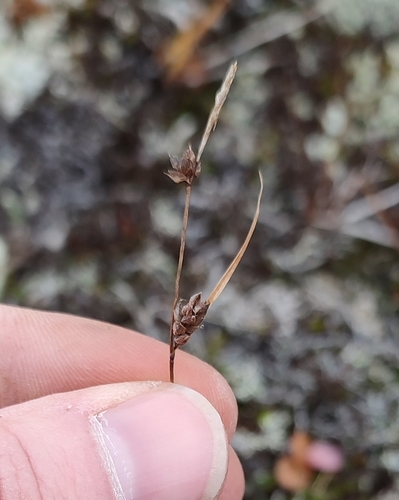 Image of Carex globularis by (c) Yurii Basov, some rights reserved (CC BY)